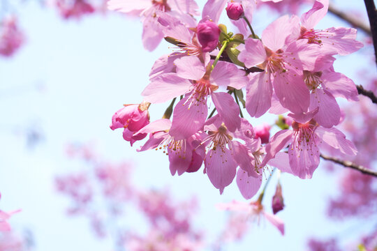 粉色樱花