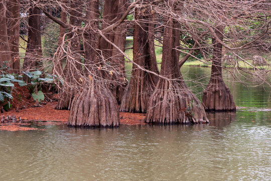 冬季水中杉树