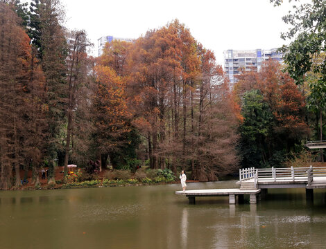 广州华南植物园冬季风光