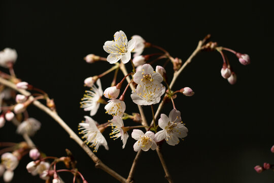 黑色背景下的樱桃花特写