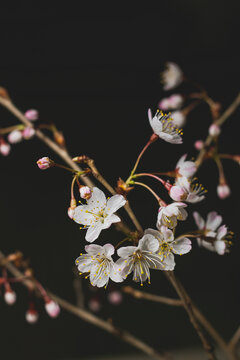 黑色背景下的樱桃花特写