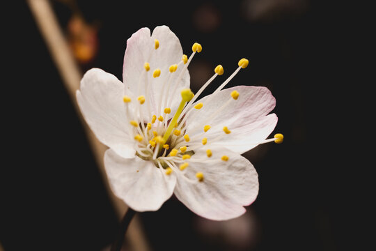 黑色背景下的樱桃花特写