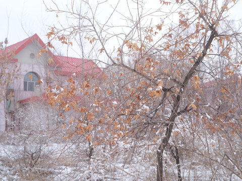 春雪