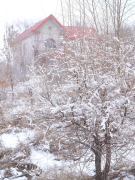 春雪