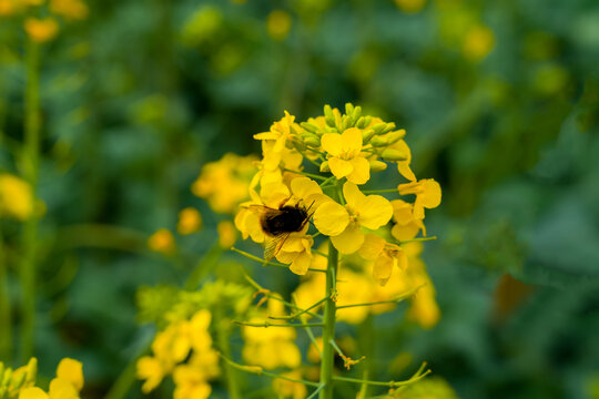 春天蜜蜂在油菜花丛中采蜜景象