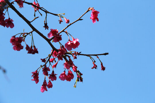 樱花花海