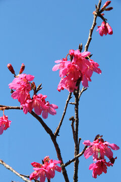 樱花花海