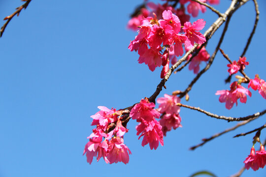 樱花花海