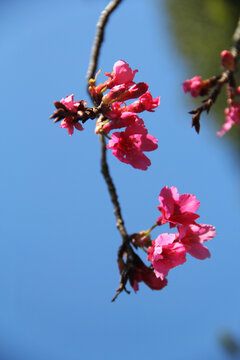 樱花花海