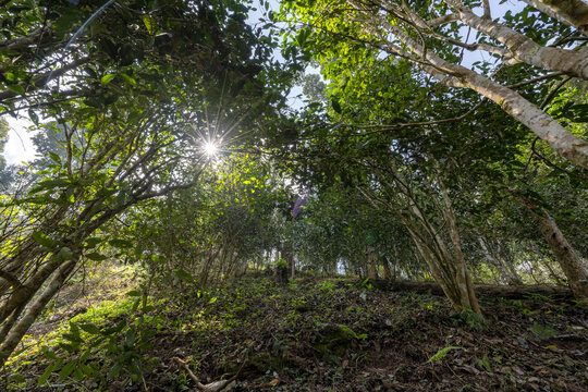 易武天门山高杆古树茶