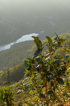 云南临沧勐库茶山