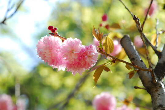 春天美丽的樱花