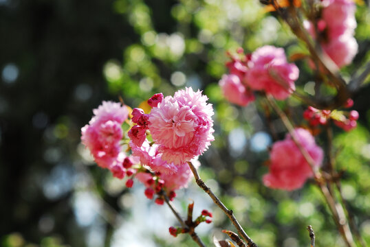 春天美丽的樱花