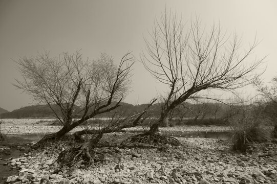 楠溪江的河滩和枯树