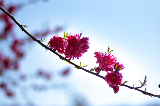 春天桃花特写