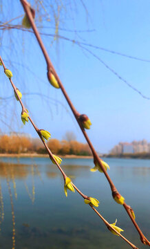 柳树发芽