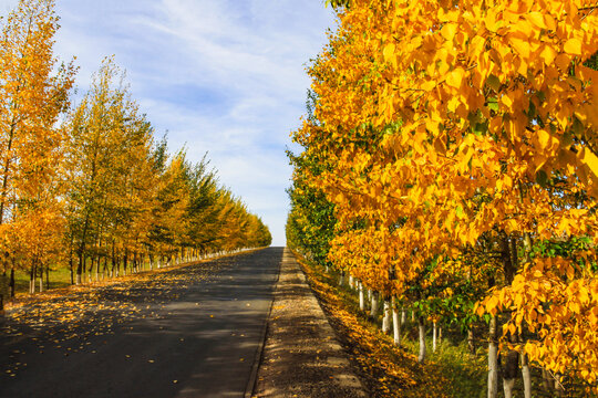 秋季公路金色树林