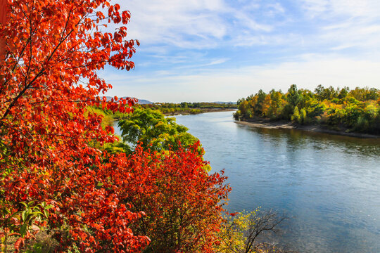 河边秋色红叶