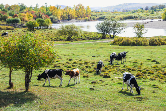 秋季河边牛群吃草