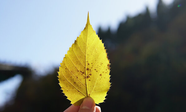 一片树叶