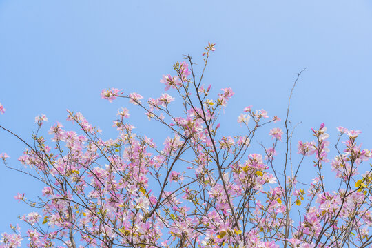 海珠湿地公园紫荆花