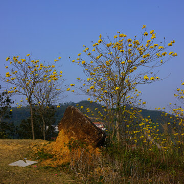 风铃花