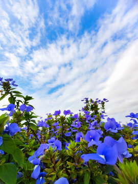 蓝天下的蓝色花朵