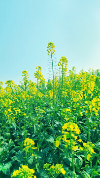 油菜花