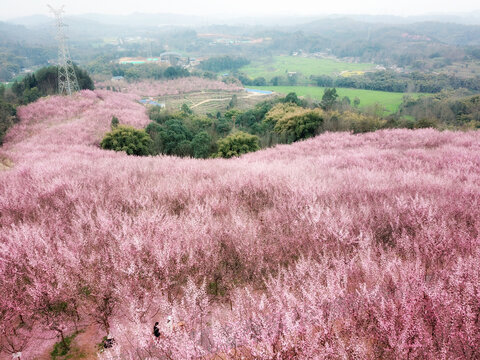 崇州十里梅林桃花樱花