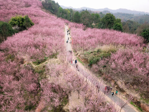 崇州十里梅林桃花樱花