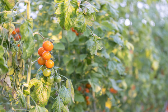温室大棚无土栽培樱桃番茄