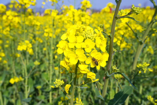 油菜花