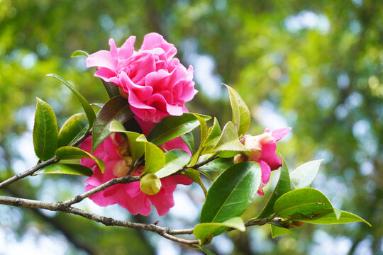 粉色山茶花