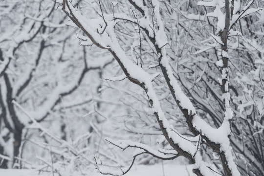 雪景