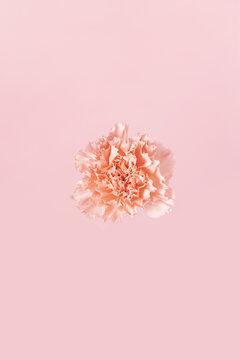粉色康乃馨花朵粉色背景