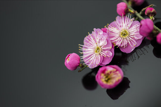 梅花特写