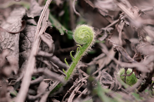 蕨类植物发芽