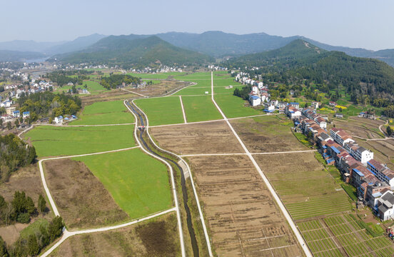 希望的田野