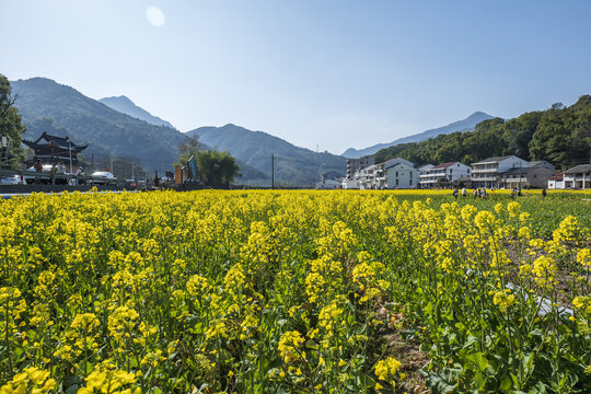乡间油菜花田