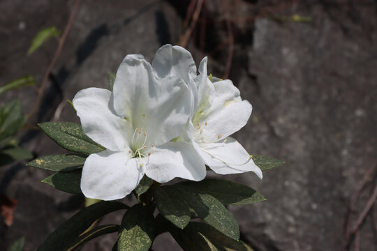 白色杜鹃花