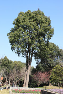 蓝天绿树