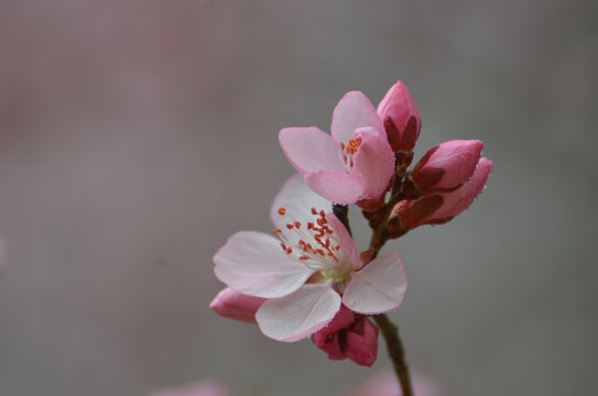 山桃花