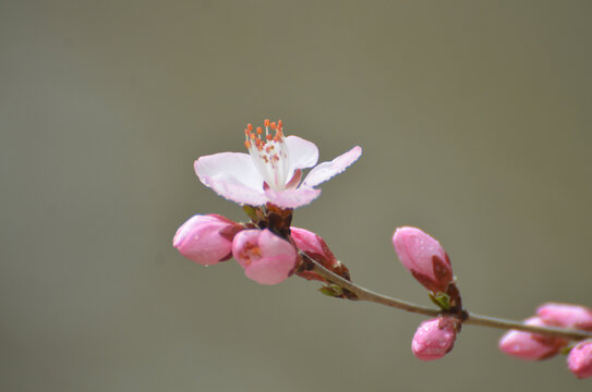 桃花特写