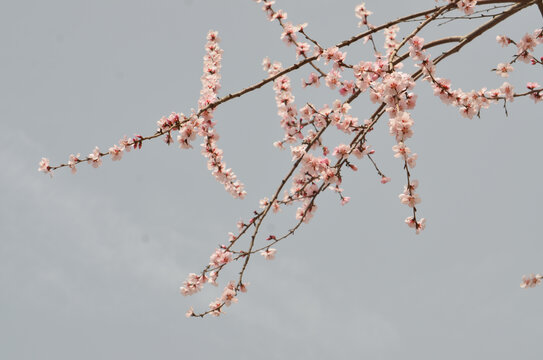 几枝桃花