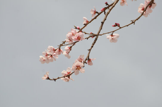 春桃花开