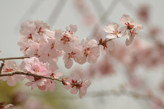 粉红色桃花