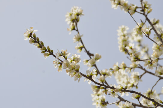 桃花开了