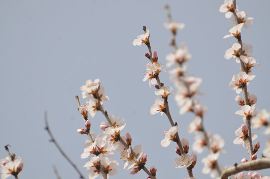 春天桃花