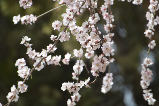 桃花特写