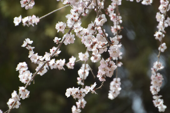 桃花特写